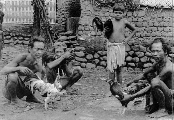 Sepenggal Sejarah Sabung Ayam Di Indonesia