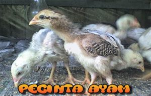Cara Agar Anak Ayam Bangkok Cepat Besar