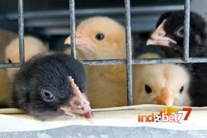 Bandar Sabung Ayam - Anakan Ayam Jago yang Berkualitas