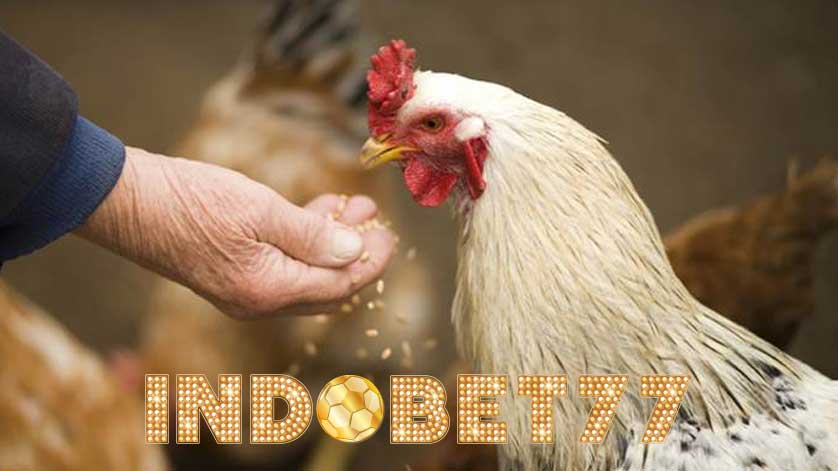 Cara Menambah Nafsu Makan Ayam Aduan Agar Tumbuh Sempurna