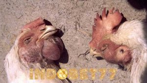 Penyebab Dan Pengobatan Penyakit Viral Pada Ayam