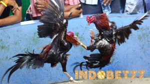 Ciri-ciri Pukulan Ayam Aduan Bangkok Yang Mematikan