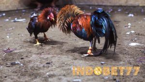 Kisah Sejarah Legenda Sabung Ayam Di Indonesia