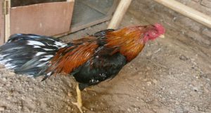Ayam Bangkok Gombong Kelebihan