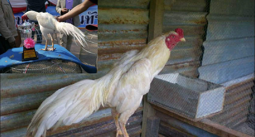 Ayam Bangkok Putih Mematikan