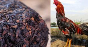 Tembakau Hitam Mengatasi Ayam