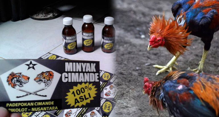 Cimande, Rahasia Kemenangan Pada Ayam Bangkok Di Arena Sabung