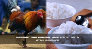 Manfaat Dan Khasiat Nasi Putih untuk Ayam Bangkok